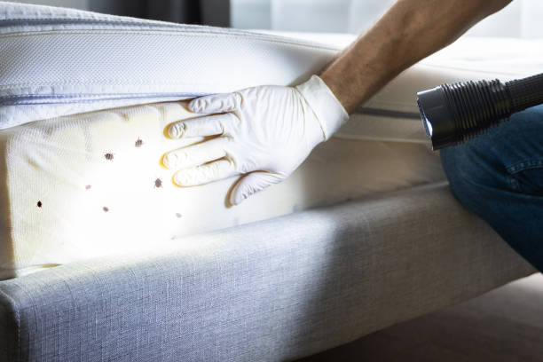 Best Pest Control Near Me  in Patterson, CA