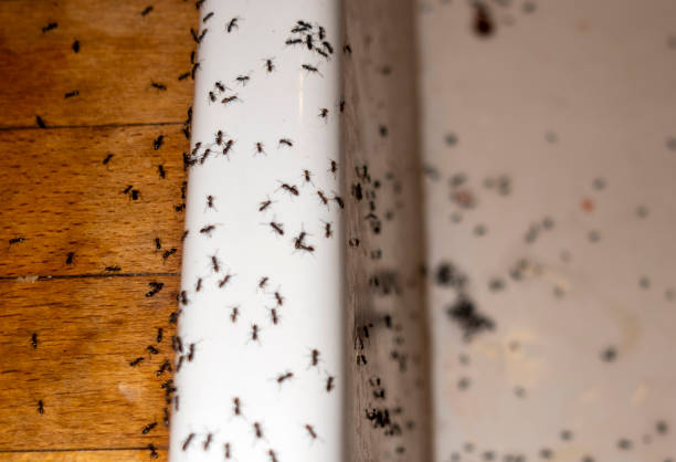 Best Best Pest Control Companies  in Patterson, CA
