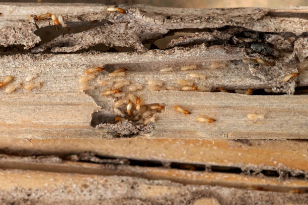 Best Flea Control Services  in Patterson, CA