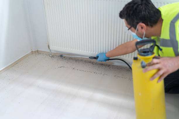 Best Local Pest Control Services  in Patterson, CA